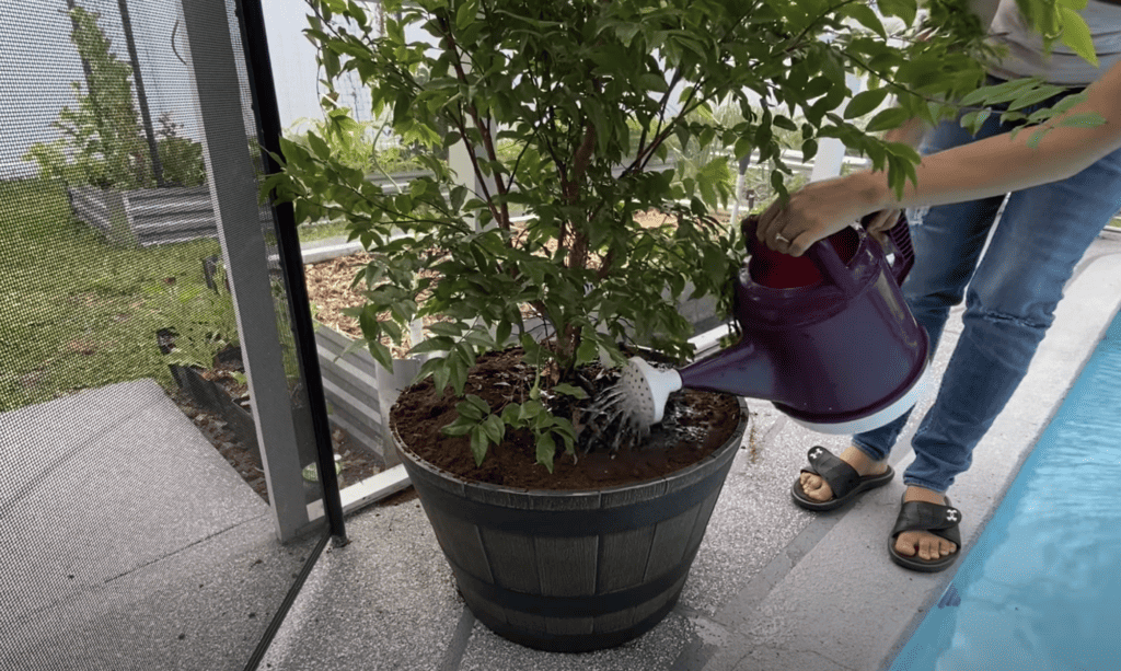 Growing fruit tree in a container